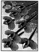 COLIN SEE-PAYNTON (b. 1946) wood engraving - 'Zephyr of Long-Tailed Titmice I', signed, 20 x 15cms