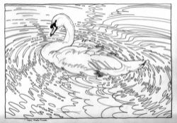 COLIN SEE-PAYNTON (b. 1946) graphite on paper - 'Lone Mute Swan', signed, 25 x 37cms Comments: