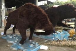 Animatronic Bison, Dimensions Approx. Height 2.3m, Length 4.5m, Gross Weight 267kg. Constructed from