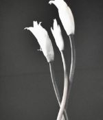 Artist unknown, pair of black and white giclée printed photographs depicting delicate flowers,