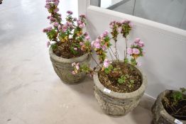 Two concrete garden planters (with contents)