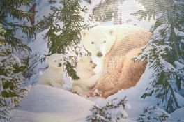 After Steven Townsend (British b.1955) 'Warmth of Nature' a large limited edition colour giclee