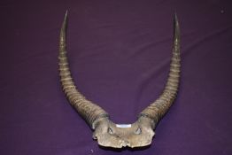 A set of Antelope antlers