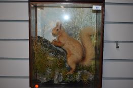 A wall hanging taxidermy Diarama of a Red Squirrel with hand painted background and a label