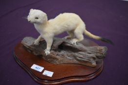 A taxidermy study of a stoat in ermine on a log mounted on a wooden plinth