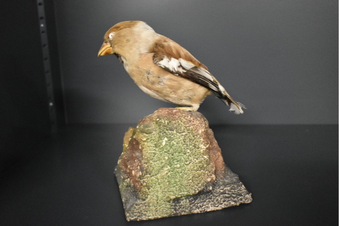 A Taxidermy study of a Haw finch mounted perched upon a rock - Image 2 of 2