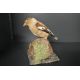 A Taxidermy study of a Haw finch mounted perched upon a rock - Image 2 of 2