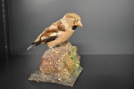 A Taxidermy study of a Haw finch mounted perched upon a rock