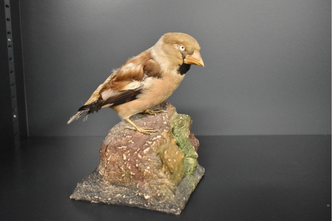 A Taxidermy study of a Haw finch mounted perched upon a rock - Image 1 of 2