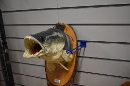 A taxidermy study of a zander head mounted on a wooden shield