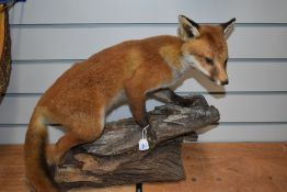 A taxidermy study of a fox cub standing on a log