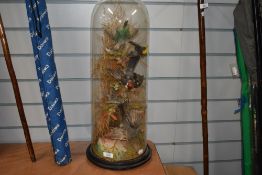 A tall Victorian domed taxidermy diorama study of exotic tropical birds. Ornithology and natural