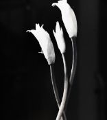 Artist unknown, pair of black and white giclée printed photographs depicting delicate flowers,