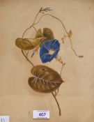 Two 19th century botanical studies, watercolour 'Morning Glory' and 'Magnoia' unsigned, within a