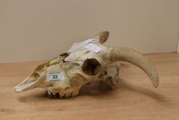 A part Ram skull, L25cm