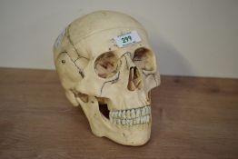 An adult size human anatomical resin teaching aid, having removable skull cap and spring loaded jaw,