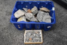 *Geological interest - A box containing various Ammonite fossils, sea urchins, scallops, sea