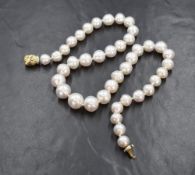 A single graduated row of pearls, of uneven form having a pinkish white lustre with a 14ct gold