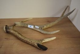 Two deer / elk antlers, ( 2 ).