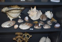 A large glazed ceramic conch shell planter, w30cm, sold together with a scrimshaw shell, a sea