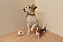 A Beswick Pottery Basset Hound 'Fochno Trinket' model number 2045A in black white and tan gloss