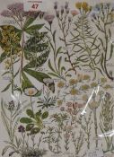 A collection of seventy one colour botanical prints, various, unframed, around half individually
