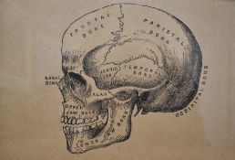 Artist unknown, a collection of monochrome prints showing anatomical figures, gothic in style, all