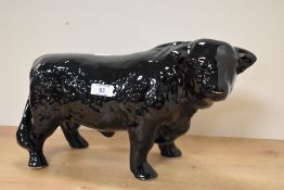 A large black glazed pottery study of an Aberdeen Angus bull, with brass nose ring, unmarked but