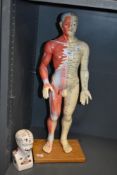 A full body Anatomy acupuncture male figure standing on an oak base, h58cm, sold together with a