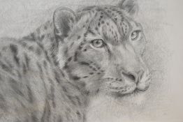 Vesela Sultanova 'VesA' (Contemporary) pencil on paper, 'Snow Leopard' signed lower left, within
