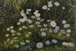 Stephen J Darbishire (British b.1940) oil on board 'Dog Daisies' signed lower right, entitled verso,