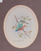 David Andrews (British b.1938) watercolour and body colour, a pair of oval ornithological studies,