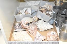 A selection of assorted sea shell specimans, in various sizes and shapes etc.