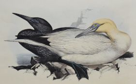 After Edward Lear (British 1812-1888) colour print, Solan Gannet (Sulsa Bassana) within a green card