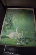 A print depicting Swans and cygnets framed and glazed 63cm x 49cm