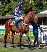 Experience: Be a racehorse owner for a day. A day out for two people at a racecourse as owners for