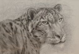 Vesela Sultanova 'VesA' (Contemporary) pencil on paper, 'Snow Leopard' signed lower left, within