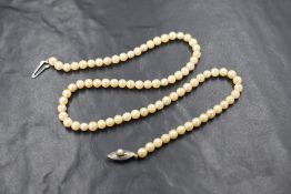 A string of cultured pearls of even form having a white metal clasp stamped silver, approximately