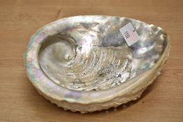 A large Abalone shell specimen having polished interior, w 16.5cm