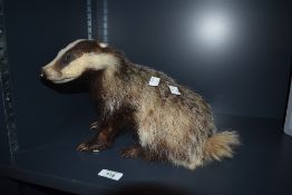 A taxidermy study of a small badger