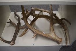 A selection of four weathered deer antlers