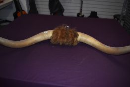 Taxidermy interest. A pair of cow horns measuring 162cm tip to tip