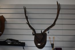 Taxidermy Interest- A set of deer antlers mounted on a wooden shield
