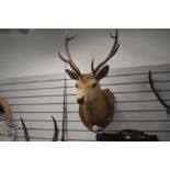 A taxidermy study of an 8 point red deer stag mounted on a shield bearing the inscription ' Shot