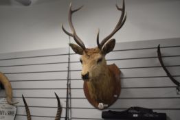A taxidermy study of an 8 point red deer stag mounted on a shield bearing the inscription ' Shot