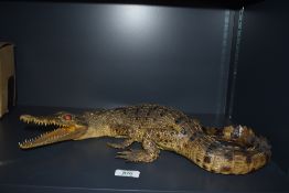 An early 20th century taxidermy study of a small saltwater or Nile crocodile approx 40cm long