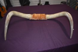 Taxidermy interest. A pair of cow horns measuring 83cm tip to tip