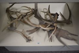 A selection of weathered deer/ moose antlers