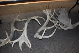 A selection of large weathered deer/ moose antlers