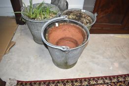 Three galvanised buckets , two planted up with bulbs etc and two terracotta plant pots